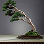 Image result for Windswept Bonsai Trees