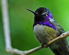 Image result for Hummingbird Color Sheet