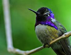 Image result for Drawing of a Hummingbird