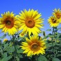 Image result for Flower Garden Wallpaper HD Desktop