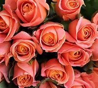 Image result for Bright Colored Roses