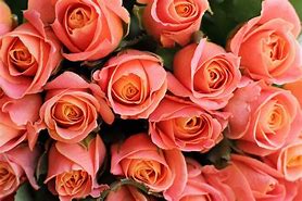 Image result for Coral Colored Roses with Names