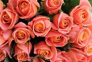 Image result for Coral Colored Roses