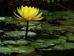 Image result for Lily Pond Background