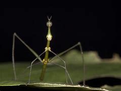 Image result for Jumping Stick Insect