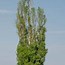 Image result for Aspen Tree in Grasslamds