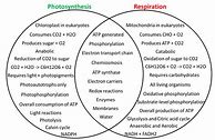 Image result for Photosynthesis Animation Diagram