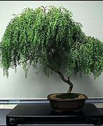 Image result for Weeping Willow Bonsai Tree