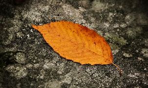 Image result for Leaf Pic