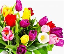 Image result for Bright Colored Flowers