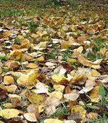 Image result for Falling Leaves Realistic