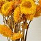 Image result for Dried Flowers Decoration