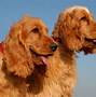 Image result for Cocker Spaniel and Australian Shepherd Mix