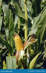 Image result for Corn Stalk Images