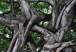 Image result for Tree with Blue Branches Clip Art