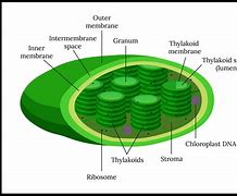 Image result for Chloroplast Illustration