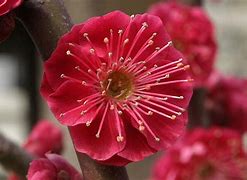 Image result for Prunus Caroliniana