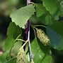 Image result for Silver Birch Tree Leaf