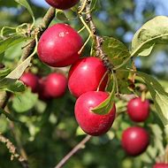 Image result for Prunus Cerasifera Drawing