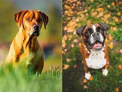 Image result for Boxer Mix Breeds