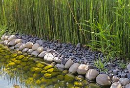 Image result for Overgorwn Bamboo in Backyard