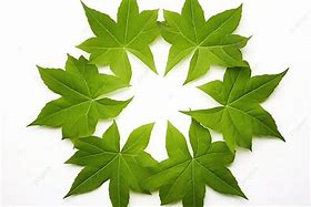 Image result for Background Leaf On Right Side