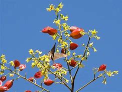 Image result for Golden Rain Tree Wood