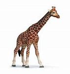 Image result for Safari Animals Pictures for Kids