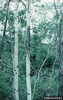 Image result for Eyes On Aspen Tree Bark