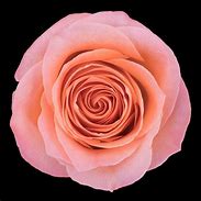 Image result for Coral Colored Roses with Names