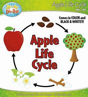 Image result for Apple Life Cycle Clip Art