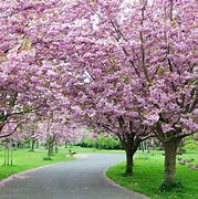 Image result for Blue Cherry Blossom Tree