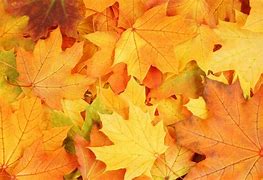 Image result for Yellow Fall Leaves Rough Bark