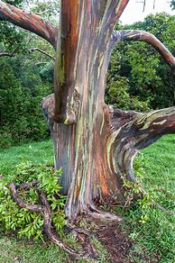 Image result for Rainbow Eucalyptus Flowers