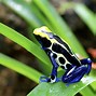 Image result for 4K Frog Wallpaper