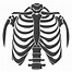 Image result for Human Skeleton Rib Cage Diagram