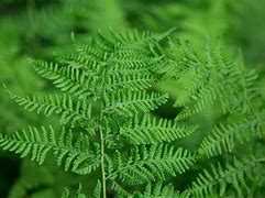 Image result for Cinnamon Fern Fronds