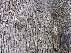 Image result for Free Image Tree Wall