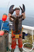 Image result for 29Lb Lobster