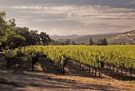 Image result for Groth Winery Vineyard