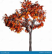 Image result for Autumn Tree Vector