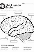 Image result for Human Brain Diagram Worksheet