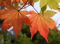 Image result for Tree Branch with Leaves No Background