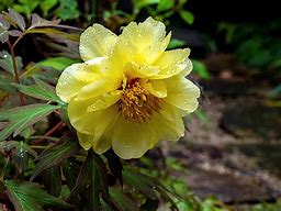 Image result for Beautiful Peony Flower Black