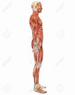 Image result for Male Side View Flank Anatomy