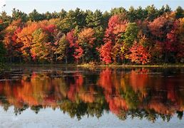 Image result for Fall Leaves Photography