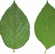 Image result for Elm Leaf PNG