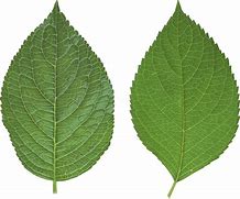 Image result for Leaf Pics No Background