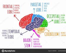 Image result for human brain functions