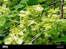 Image result for Elm Seed Pods